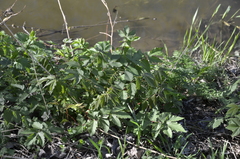 Filipendula ulmaria