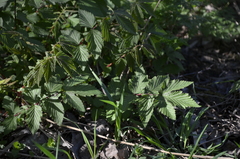 Filipendula ulmaria