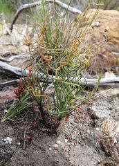 Gethyllis verticillata