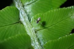 Cyclosa argenteoalba