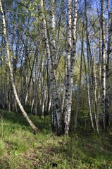 Betula pendula