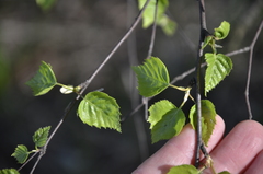 Betula pendula