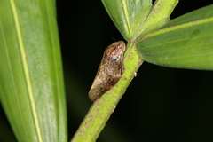 Cephisus siccifolius