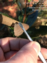 Nhambikuara cerradensis