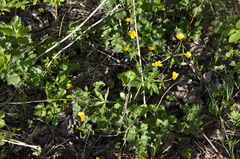 Ranunculus cassubicus