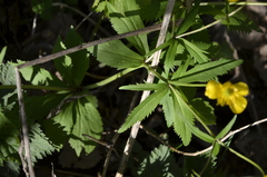Ranunculus cassubicus