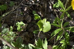 Ranunculus cassubicus