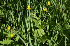 Ranunculus cassubicus