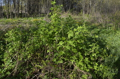 Ribes rubrum