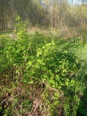 Ribes rubrum