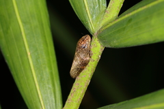 Cephisus siccifolius
