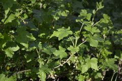 Ribes rubrum