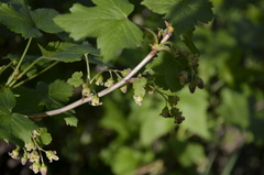 Ribes rubrum