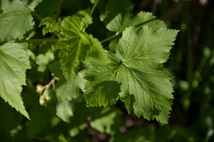 Ribes rubrum