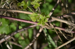 Rubus idaeus