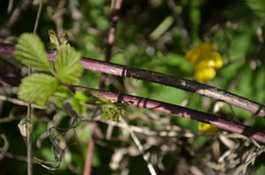 Rubus idaeus