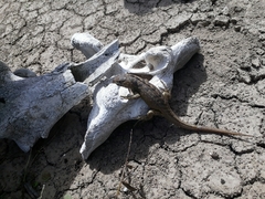 Stenocercus guentheri