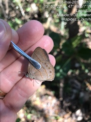 Nhambikuara cerradensis