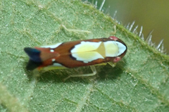 Erythrogonia vaccoma