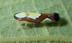 Erythrogonia vaccoma