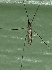 Insecta