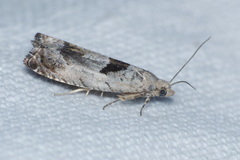 Epinotia ramella