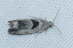 Epinotia ramella