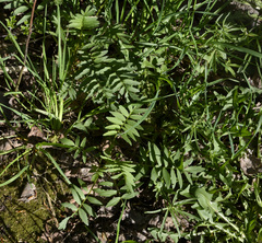 Valeriana officinalis