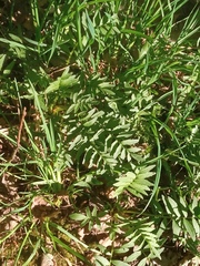 Valeriana officinalis