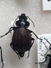 Calosoma lepidum