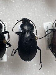 Carabus taedatus
