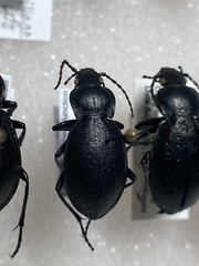 Carabus taedatus
