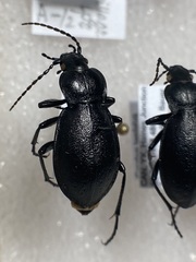 Carabus taedatus