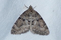 Thera cognata