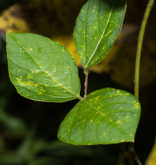 Synchytrium decipiens