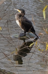 Phalacrocorax carbo