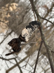 Trichothecium roseum