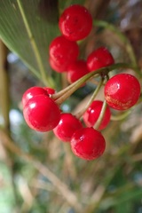 Ardisia crispa