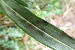 Ardisia crispa