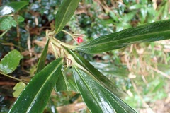Ardisia crispa