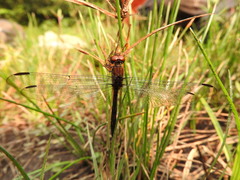 Trithemis aenea