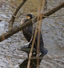 Phalacrocorax carbo