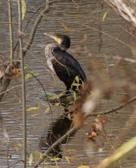 Phalacrocorax carbo