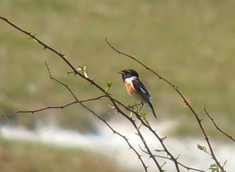 European Stonechat