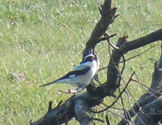 Lesser Grey Shrike