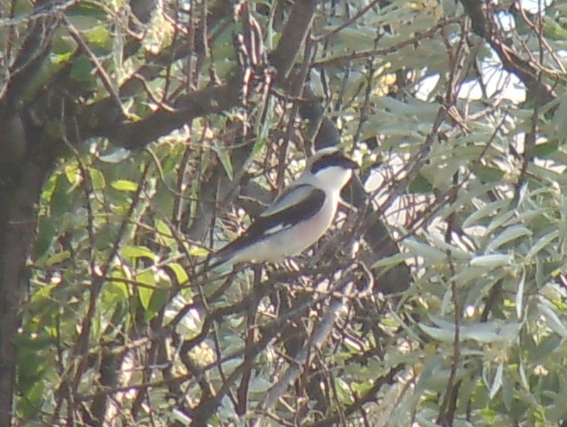Lesser Grey Shrike