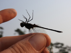 Trithemis aenea