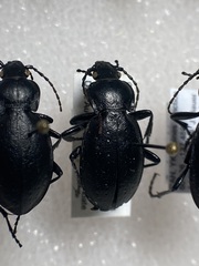 Carabus taedatus