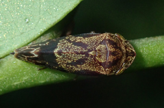 Xedreota tuberculata