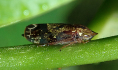 Xedreota tuberculata